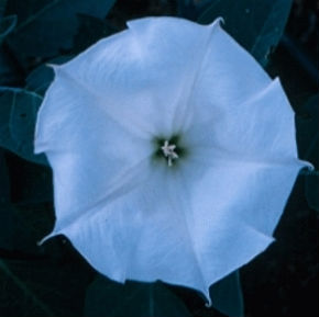 (image for) Datura Seeds 'Single Blue' (5 Seeds) - Click Image to Close